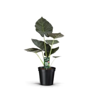 Alocasia Regal Shields Alocasia Regal Shield
(1 Plants/Order)(19cmP 70cmH)
