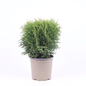 Thuja Tiny Tim occidentalis
(6 Plants/Order)(15cmP 40cmH)