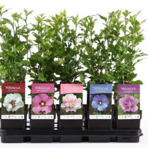 Hibiscus syriacus Hibiscus syr. mix P13
(10 Plants/Order)(13cmP 30cmH)