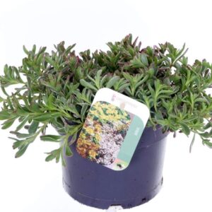 Sedum spurium Tricolor Sedum spurium Tricolor
(6 Plants/Order)(17cmP 25cmH)