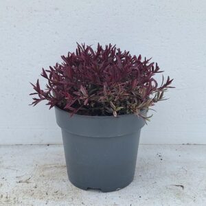 Hebe Hebe Magicolors 'Magic Summer' - 'Colours in Shape'
(1 Plants/Order)(23cmP 40cmH)