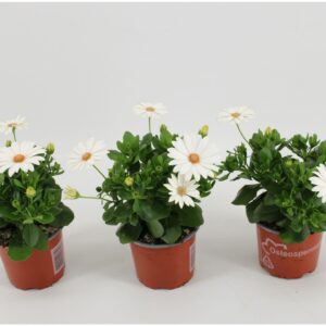 Osteospermum Sunny Pingo Osteo Pingo
(12 Plants/Order)(10.5cmP 25cmH)