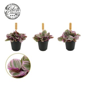 Tradescantia other Sweetness 5,5cm
(20 Plants/Order)(5.5cmP 5cmH)