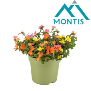 Portulaca Portulaca Trio Nano 15 cm
(6 Plants/Order)(15cmP 15cmH)