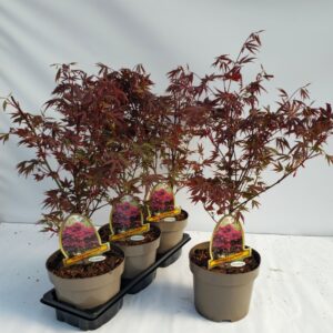 Acer palmatum Atropurpureum Acer palm. Atropurpureum 20cm
(1 Plants/Order)(20cmP 70cmH)