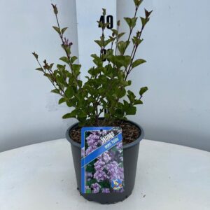 Syringa meyeri Palibin Syringa mey. 'Palibin'
(1 Plants/Order)(19cmP 40cmH)
