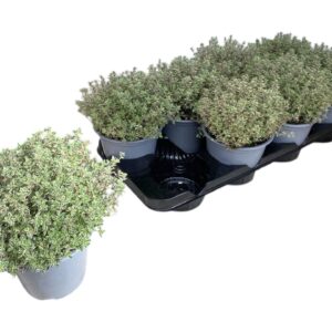 Thymus citriodorus Silver Queen Thymus Silver Queen
(8 Plants/Order)(14cmP 25cmH)