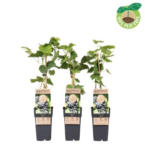 Vitis other white vinifera 'Nero', P15
(10 Plants/Order)(15cmP 50cmH)