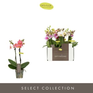 Phalaenopsis Multiflora Optifriend Love mix 2 spike
(8 Plants/Order)(7cmP 25cmH)