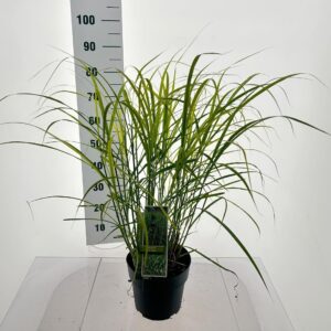 Miscanthus sinensis Strictus Miscanthus sin. 'Strictus'
(1 Plants/Order)(23cmP 80cmH)