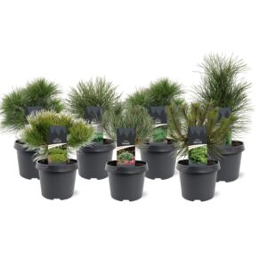 Pinus Pinus mix C3
(1 Plants/Order)(19cmP 25cmH)
