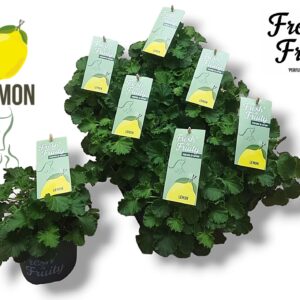 Pelargonium Welrieke Pel. Fresh&Fruity® Lemon Fresh
(8 Plants/Order)(12cmP 25cmH)