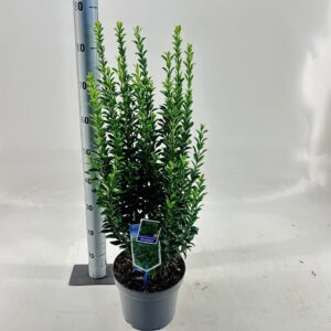 Euonymus japonicus Microphyllus Euonymus jap. 'Microphyllus'
(1 Plants/Order)(23cmP 40cmH)