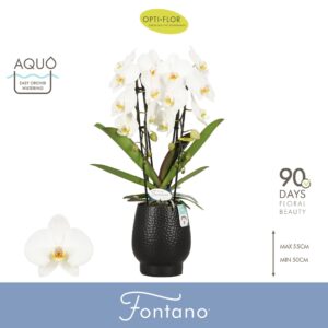 Phalaenopsis white more Ripsen Fontano Versailles 2 spike in Abruzzo Black Aquo
(3 Plants/Order)(12cmP 70cmH)