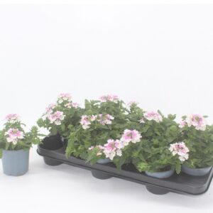 Verbena Lanai Pink Twister Verbena pink twister
(12 Plants/Order)(10.5cmP 15cmH)