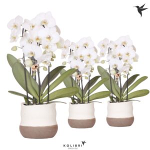 Phalaenopsis Elegant Cascade Kolibri Orchids Phalaenopsis Cascade Niagara Fall white 3 spike in Imperfect Bag
(4 Plants/Order)(12cmP 50cmH)