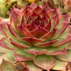 Sempervivum Chick Charms Giants Cop Chick Charms Giants Copper Canyon
(3 Plants/Order)(18cmP 16cmH)