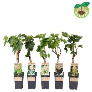 Vitis vinifera mix laag, P15 (geënt)
(10 Plants/Order)(15cmP 50cmH)