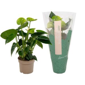 Anthurium Smaragd Anthurium Smaragd''Just perfection®'' (XL-Flowers)
(12 Plants/Order)(9cmP 25cmH)
