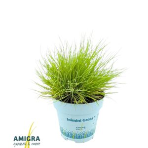 Festuca Golden Toupee Festuca glauca AmiGold®
(15 Plants/Order)(10.5cmP 25cmH)