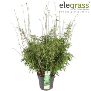 Fargesia rufa Fargesia rufa P29
(1 Plants/Order)(29cmP 100cmH)