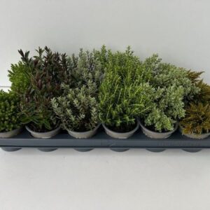 Hebe Hebe mixed
(18 Plants/Order)(9cmP 10cmH)