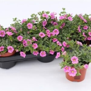 Calibrachoa Pink Calibrachoa Pink
(12 Plants/Order)(10.5cmP 15cmH)