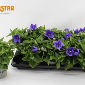 Platycodon grandiflorus Astra Blue Platycodon 12cm astra blue
(10 Plants/Order)(12cmP 30cmH)