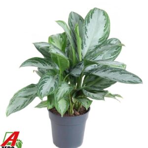 Aglaonema Silver Bay Aglaonema Silver Bay
(1 Plants/Order)(24cmP 70cmH)