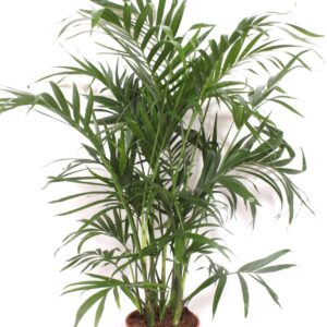 Chamaedorea cataractarum Stella Chamaedorea cataractarum "Stella Palm"
(1 Plants/Order)(21cmP 130cmH)