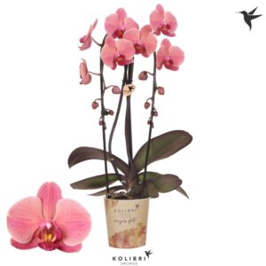 Phalaenopsis Elegant Cascade Kolibri Orchids Phalaenopsis Cascade Niagara Fall Narbonne 2 spike
(6 Plants/Order)(12cmP 45cmH)