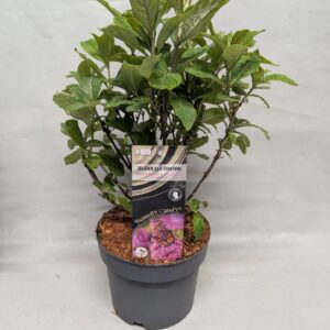 Buddleja Buddleja Buddleja 'Butterfly Candy' Cerise' 17 cm
(1 Plants/Order)(17cmP 40cmH)