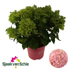 Hydrangea paniculata Hydrangea Paniculata Pinklight 7+
(1 Plants/Order)(23cmP 60cmH)