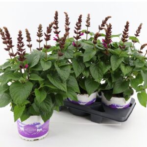 Salvia Salgoon Lake Flamingo Salvia Salgoon Lake Flamingo
(3 Plants/Order)(19cmP 60cmH)
