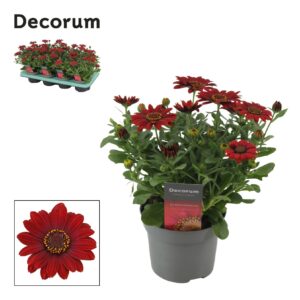 Osteospermum Sunny Dixie Osteospermum Sunny Dixie Decorum
(8 Plants/Order)(12cmP 25cmH)
