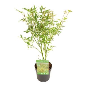 Acer palmatum Butterfly Acer palm. 'Butterfly'
(12 Plants/Order)(10cmP 40cmH)