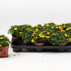 Bidens Bidens dark yellow
(12 Plants/Order)(10.5cmP 17cmH)