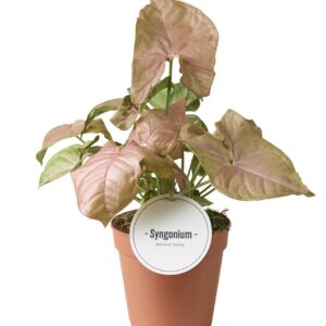 Syngonium Syngonium Neon
(8 Plants/Order)(12cmP 25cmH)