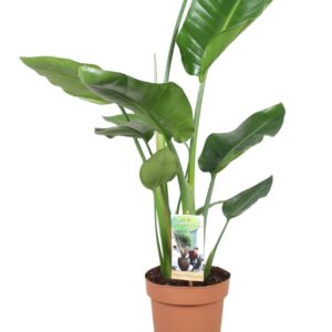 Strelitzia nicolai Strelitzia Nicolai
(1 Plants/Order)(17cmP 65cmH)