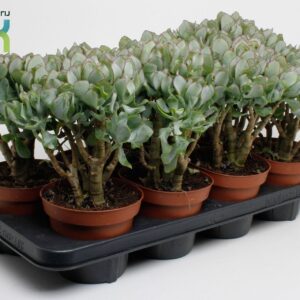 Crassula arborescens subsp. undilat Crassula Cristaat (Arborescens Undilatifolia)
(8 Plants/Order)(14cmP 20cmH)