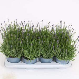 Lavandula angustifolia Essence Pur Lavandula angustifolia 'Essence Purple'
(8 Plants/Order)(14cmP 30cmH)