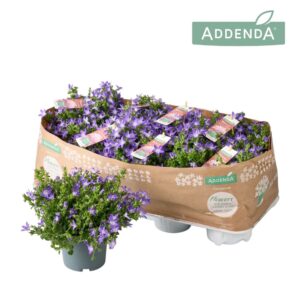 Campanula poscharskyana Campanula Adansa® Purple
(6 Plants/Order)(12cmP 17cmH)