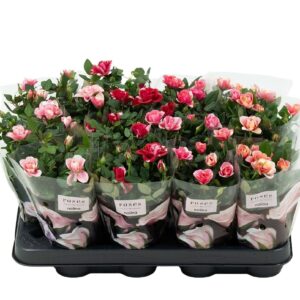 Rosa Party Mini mix Nolina Roses Ø 7 cm. Special mix
(16 Plants/Order)(7cmP 20cmH)