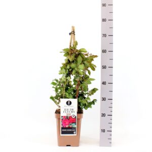 Rosa Rosa (H) Ile de Fleurs ®, C5, 4 stok 75 cm
(1 Plants/Order)(23cmP 75cmH)