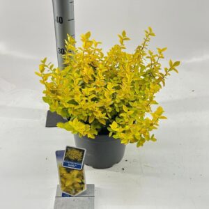 Euonymus fortunei Goldy Euonymus fort. Goldy® ('Waldbolwi'PBR)
(1 Plants/Order)(23cmP 40cmH)