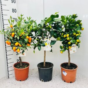 Citrofortunella x microcar Citrus Mixed 3+ Var. on stem
(1 Plants/Order)(19cmP 65cmH)