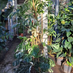 Monstera Variegata Monstera Deliciosa variegata XXL
(1 Plants/Order)(45cmP 240cmH)