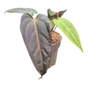Anthurium Leaf DocBlock Anthurium Dark & Handsome® '9' X Dark & Handsome® '9'
(2 Plants/Order)(13cmP 20cmH)