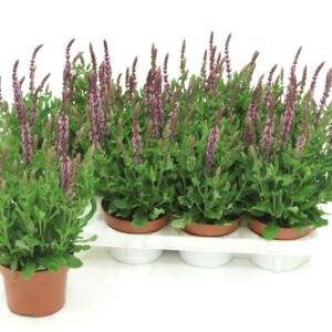 Salvia nemorosa Sensation Deep pink Salvia deep pink
(8 Plants/Order)(13cmP 35cmH)