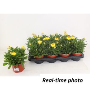 bracteatum Granvia Gold Bracteanta Yellow
(10 Plants/Order)(12cmP 25cmH)